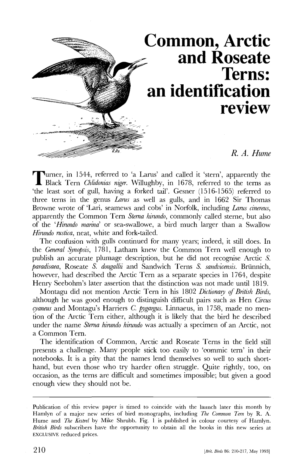 Common, Arctic - and Roseate Terns: an Identification Review