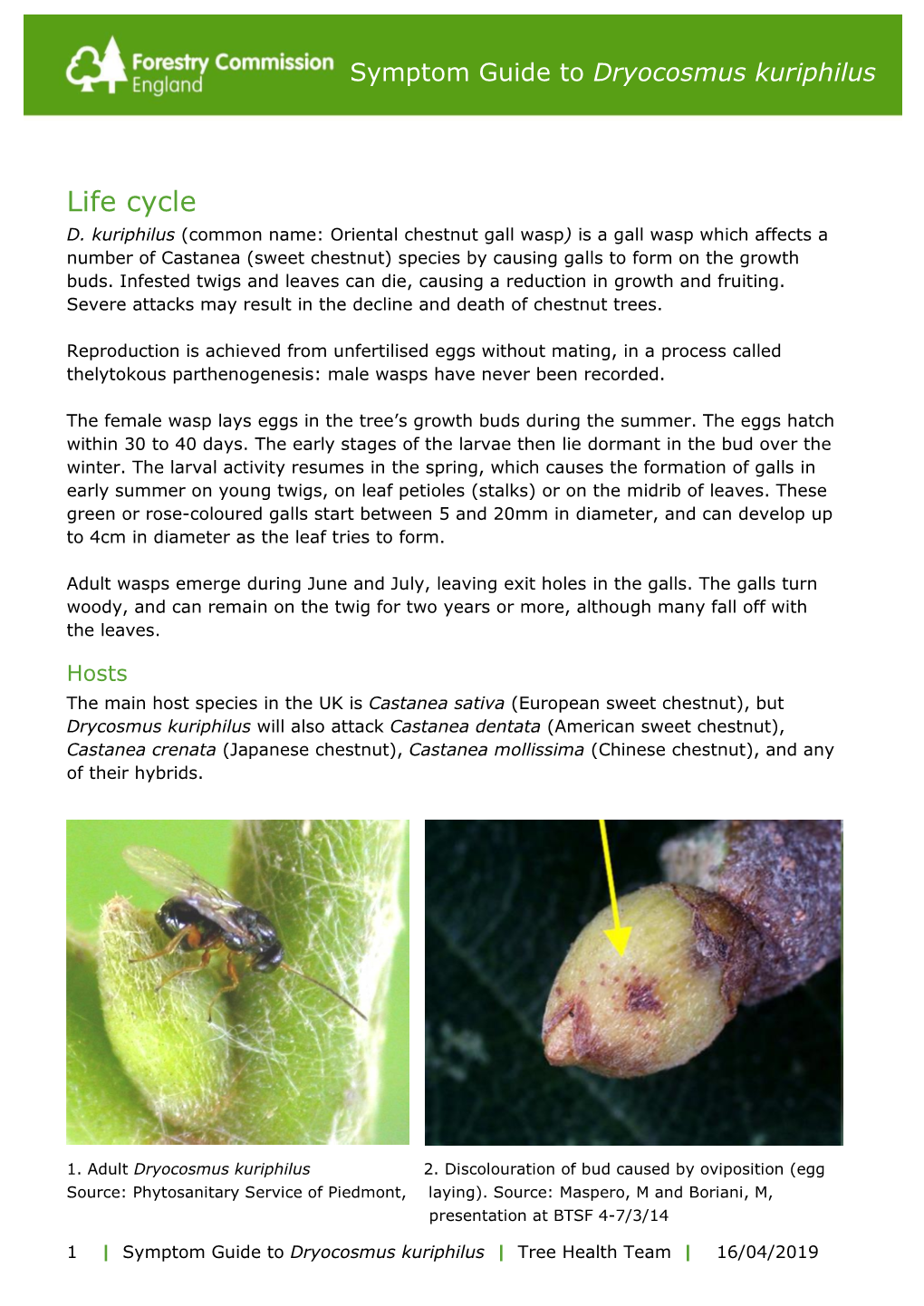 Symptom Guide to Dryocosmus Kuriphilus