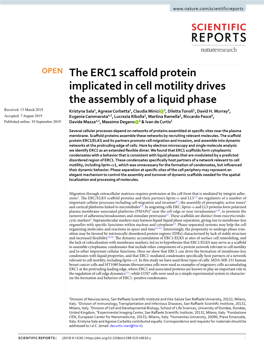 The ERC1 Scaffold Protein Implicated in Cell Motility Drives the Assembly of a Liquid Phase