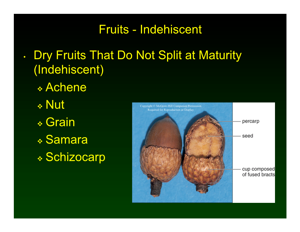 Indehiscent • Dry Fruits That Do Not Split at Maturity