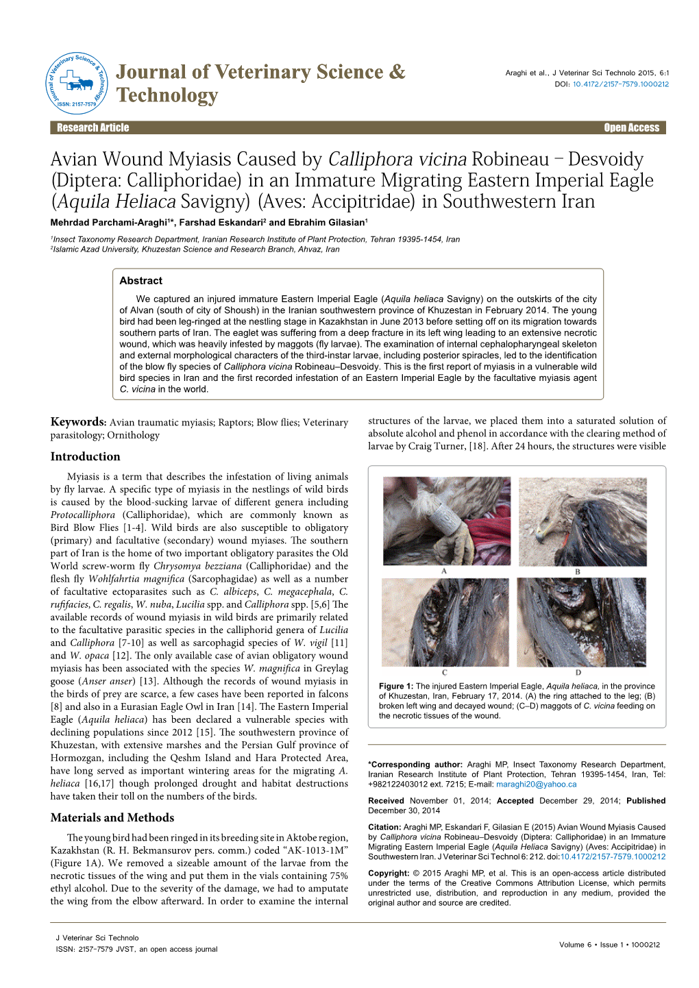 Avian Wound Myiasis Caused by Calliphora Vicina Robineau