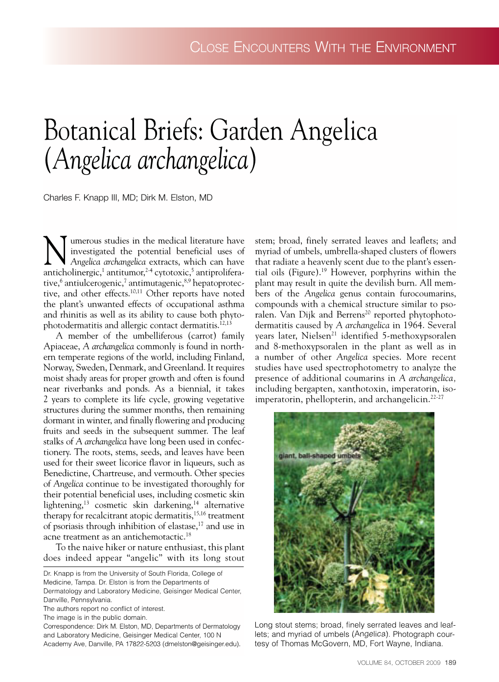 Angelica Archangelica)