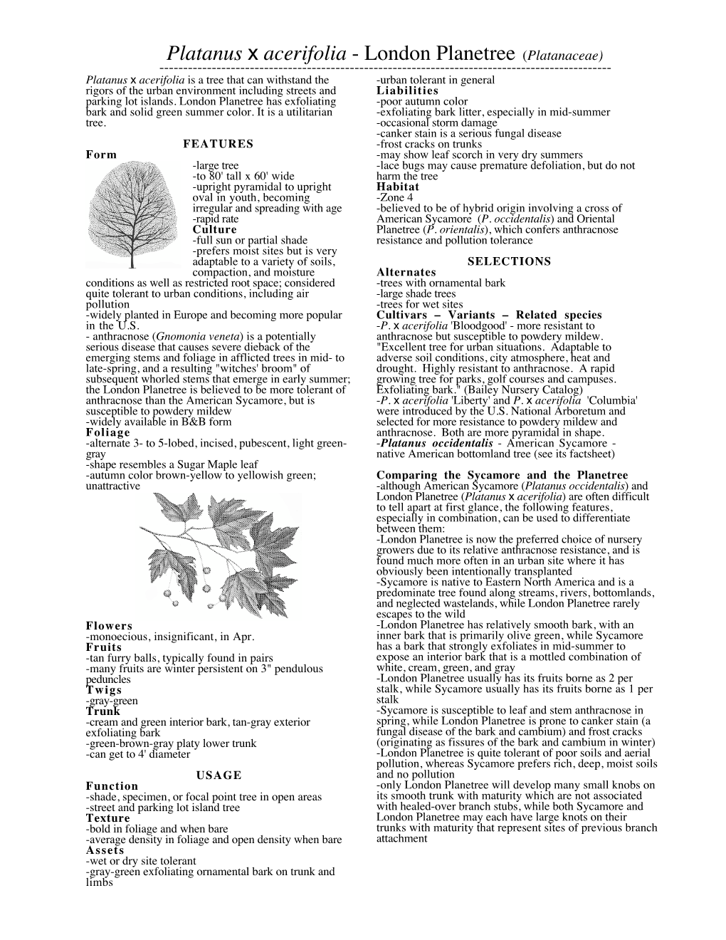 Platanus X Acerifolia