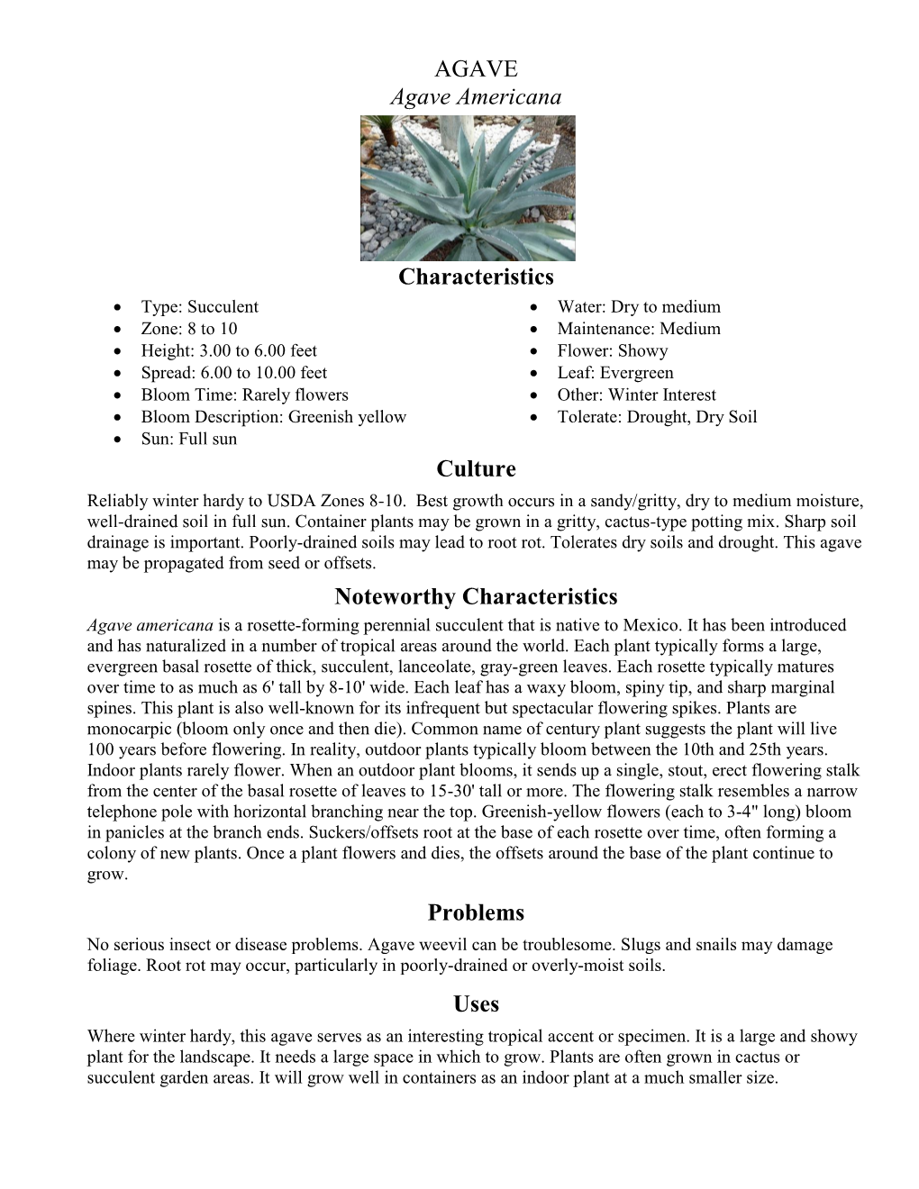 AGAVE Agave Americana Characteristics Culture Noteworthy