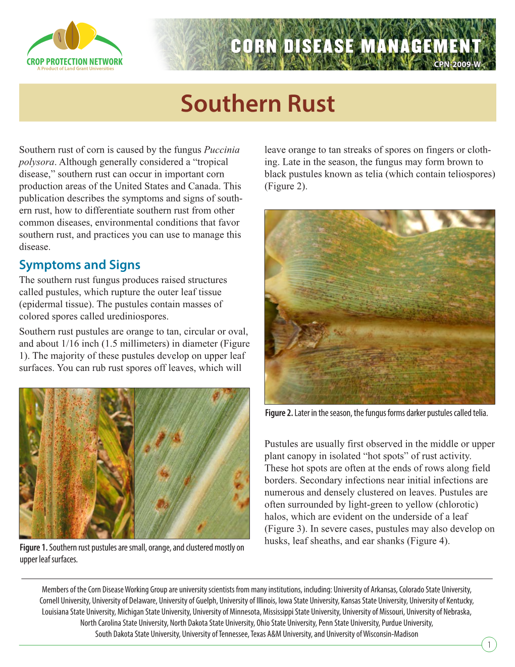 Southern Rust