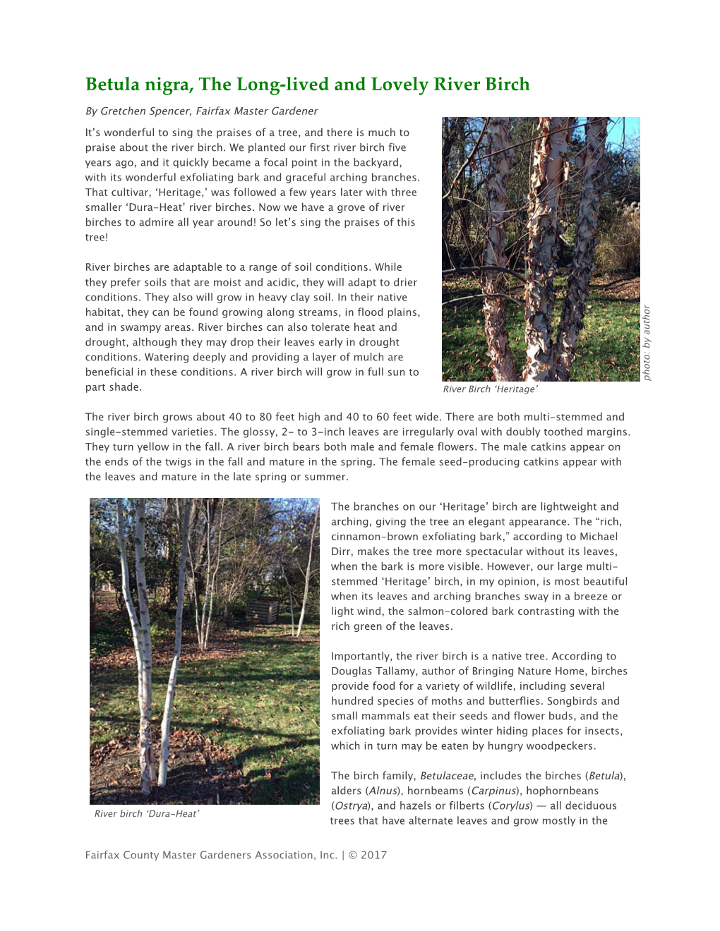 Betula Nigra, the Long-Lived and Lovely River Birch