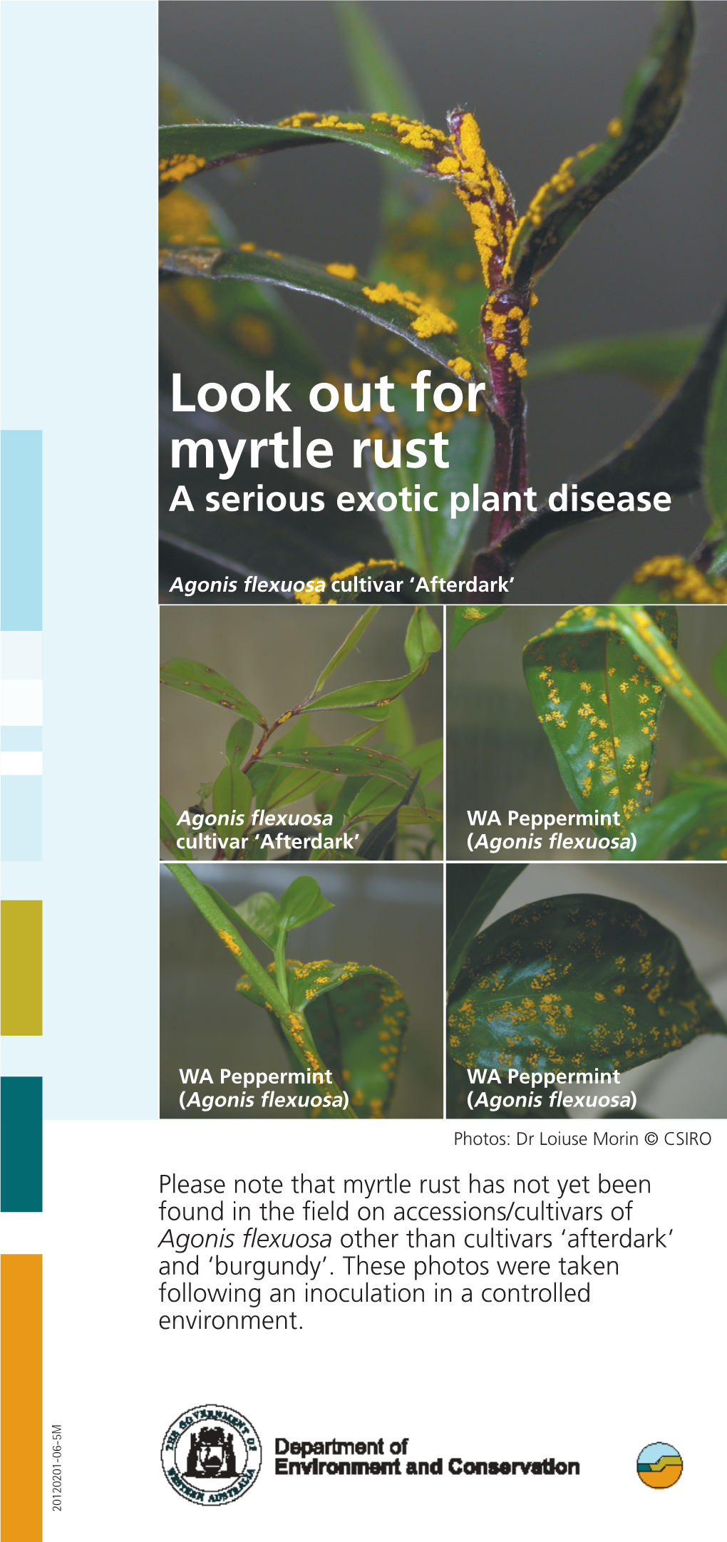 Look out for Myrtle Rust Pamphlet896.99 KB