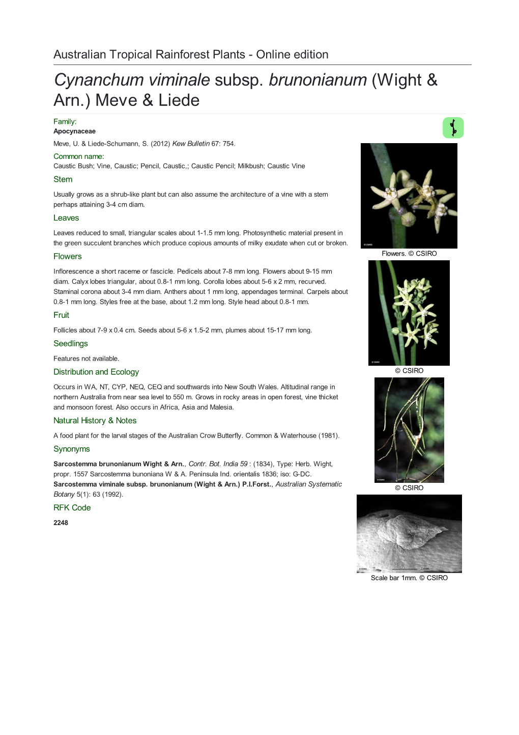 Cynanchum Viminale Subsp. Brunonianum (Wight & Arn.) Meve & Liede Family: Apocynaceae Meve, U