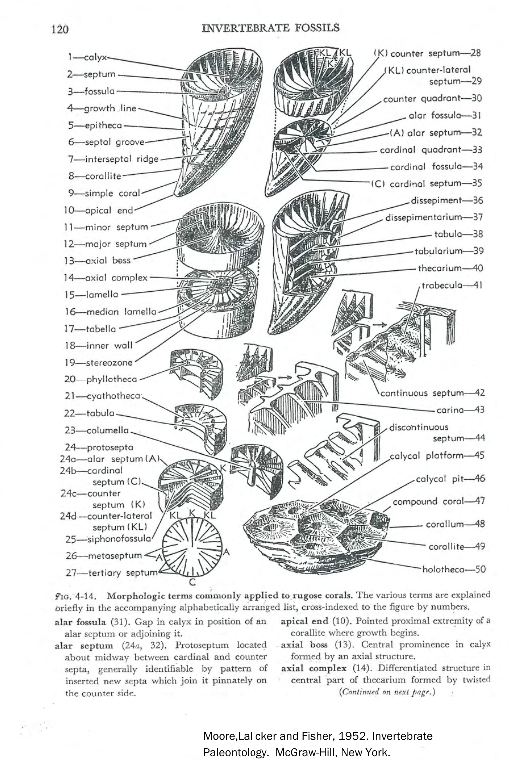 Bryozoan and Coral Terminology