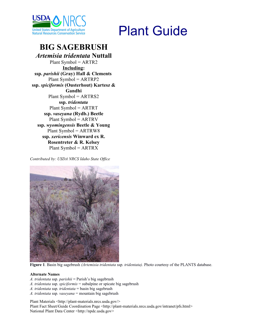 Alpine Big Sagebrush