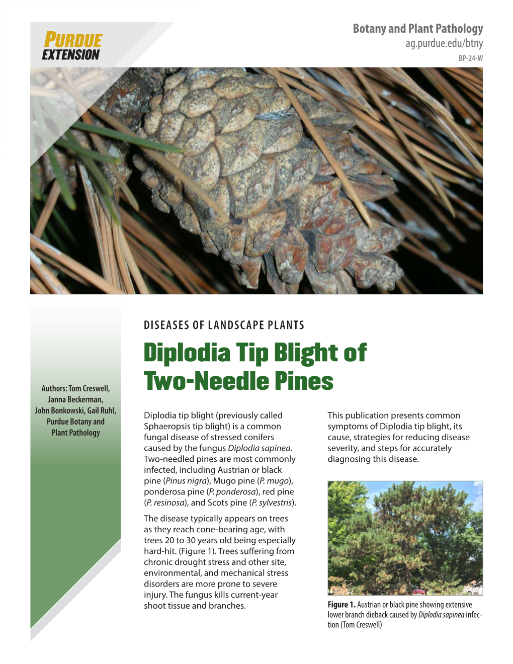 Diplodia Tip Blight of Two-Needle Pines