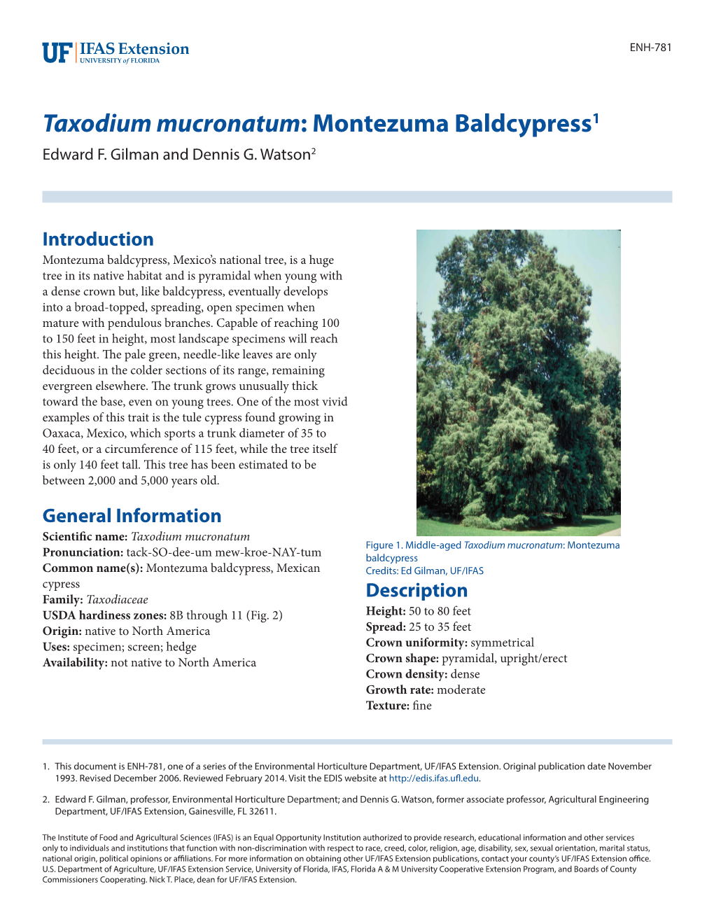 Taxodium Mucronatum: Montezuma Baldcypress1 Edward F