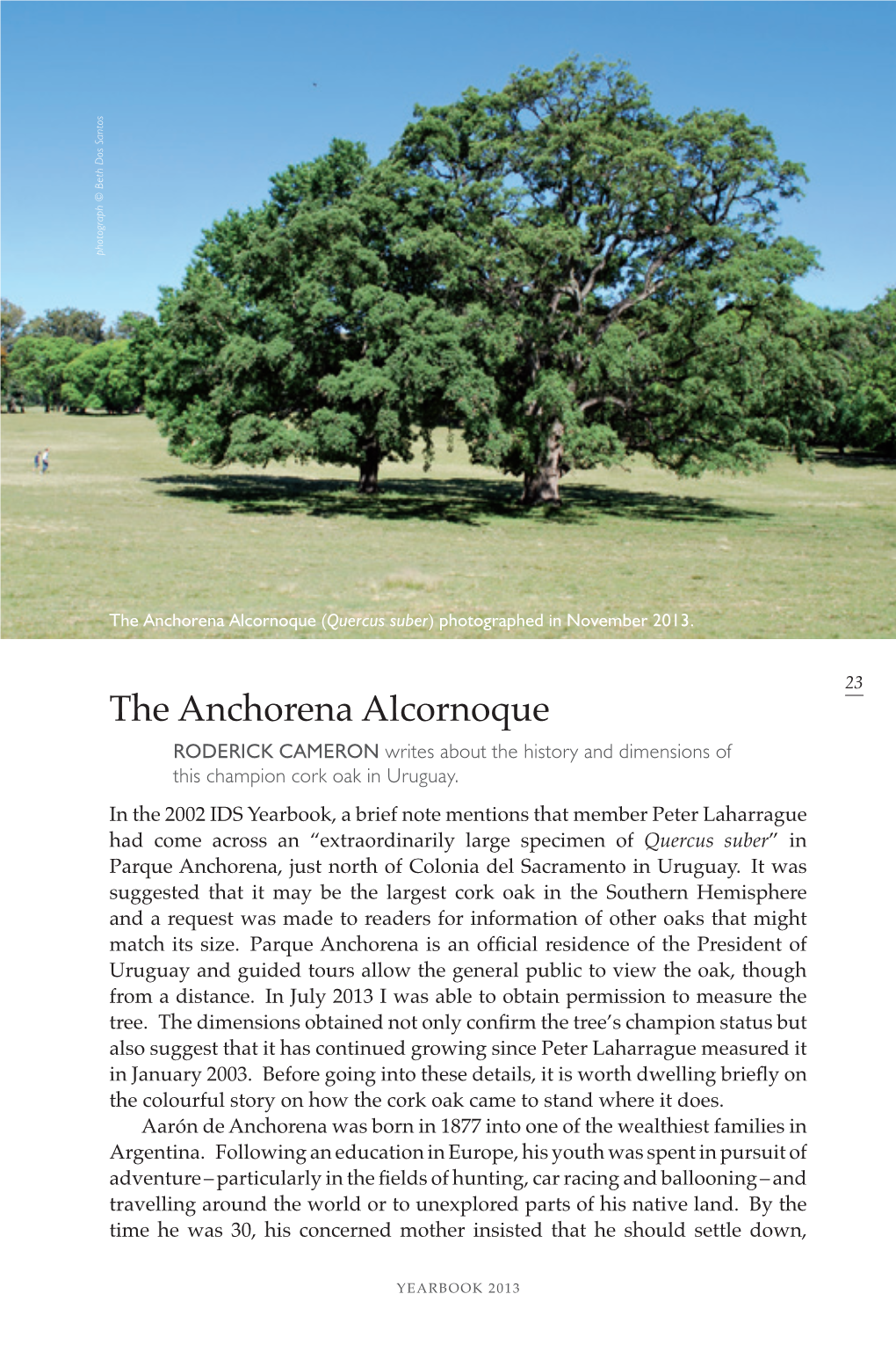 The Anchorena Alcornoque (Quercus Suber) Photographed in November 2013