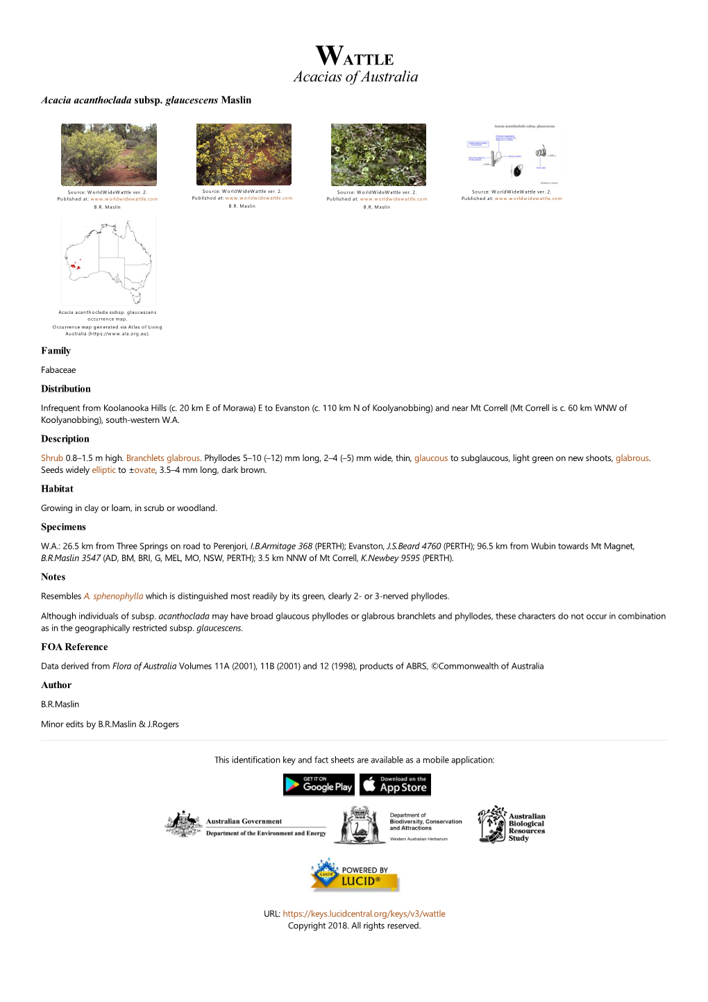 Acacia Acanthoclada Subsp. Glaucescens Maslin