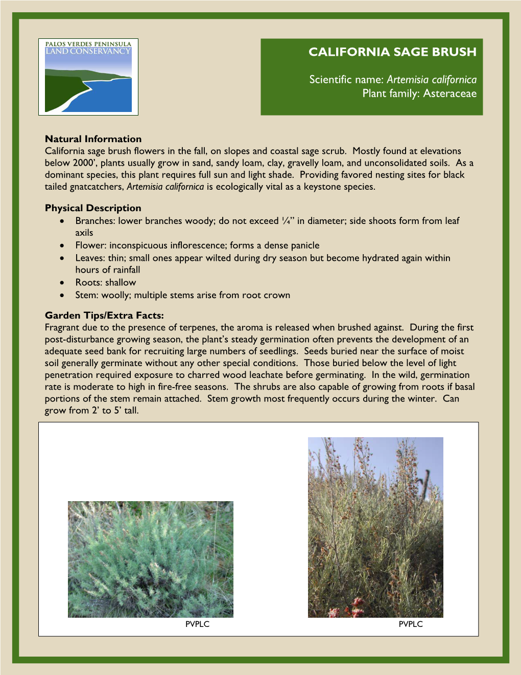 California Sage Brush