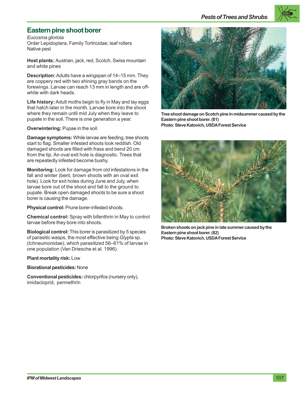 Eastern Pine Shoot Borer Eucosma Gloriola Order Lepidoptera, Family Tortricidae; Leaf Rollers Native Pest