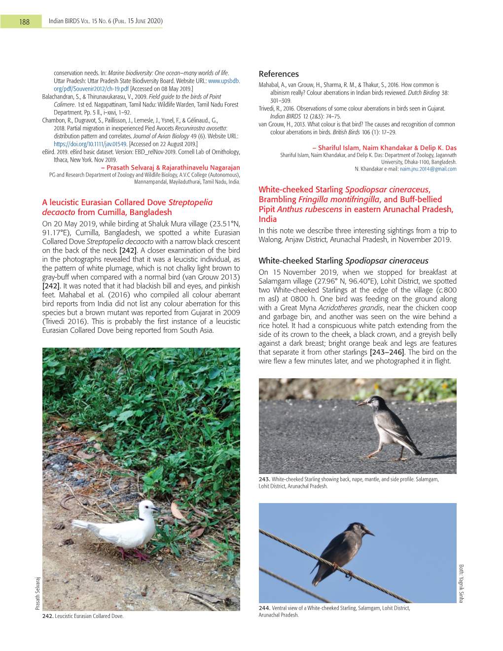 188 a Leucistic Eurasian Collared Dove Streptopelia Decaocto From