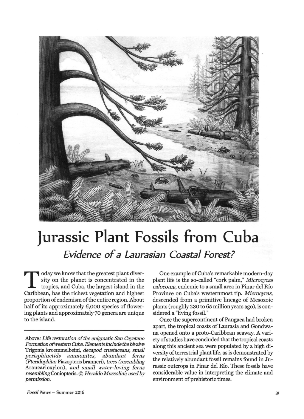 Jurassic Plant Fossils from Cuba Evidence of A· Laurasian Coastal Forest?