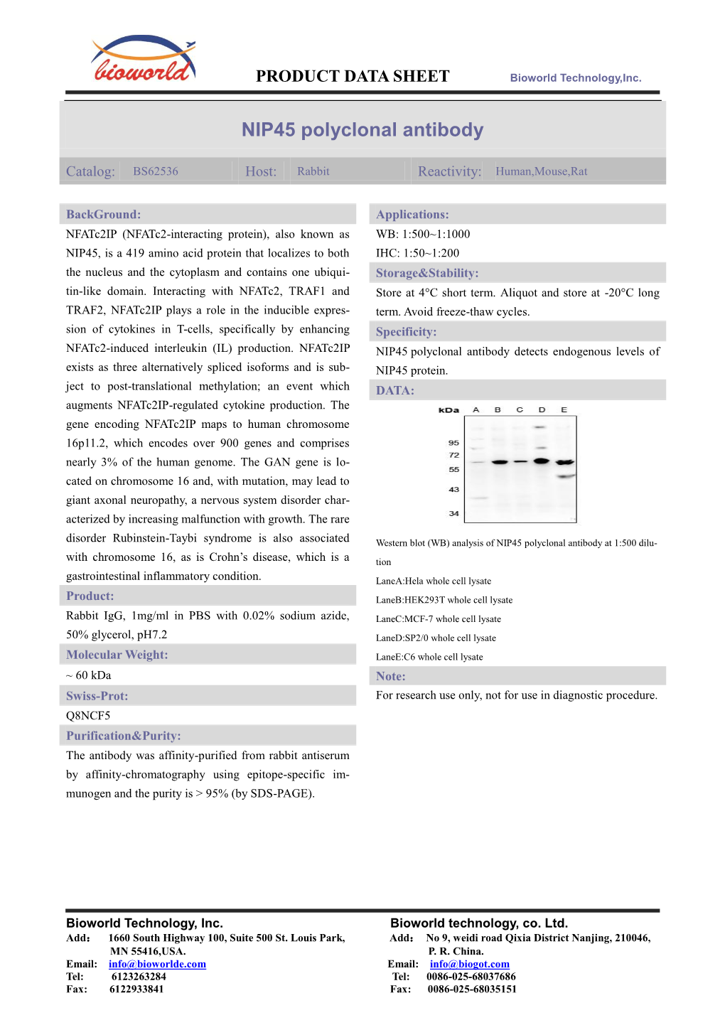 NIP45 Polyclonal Antibody