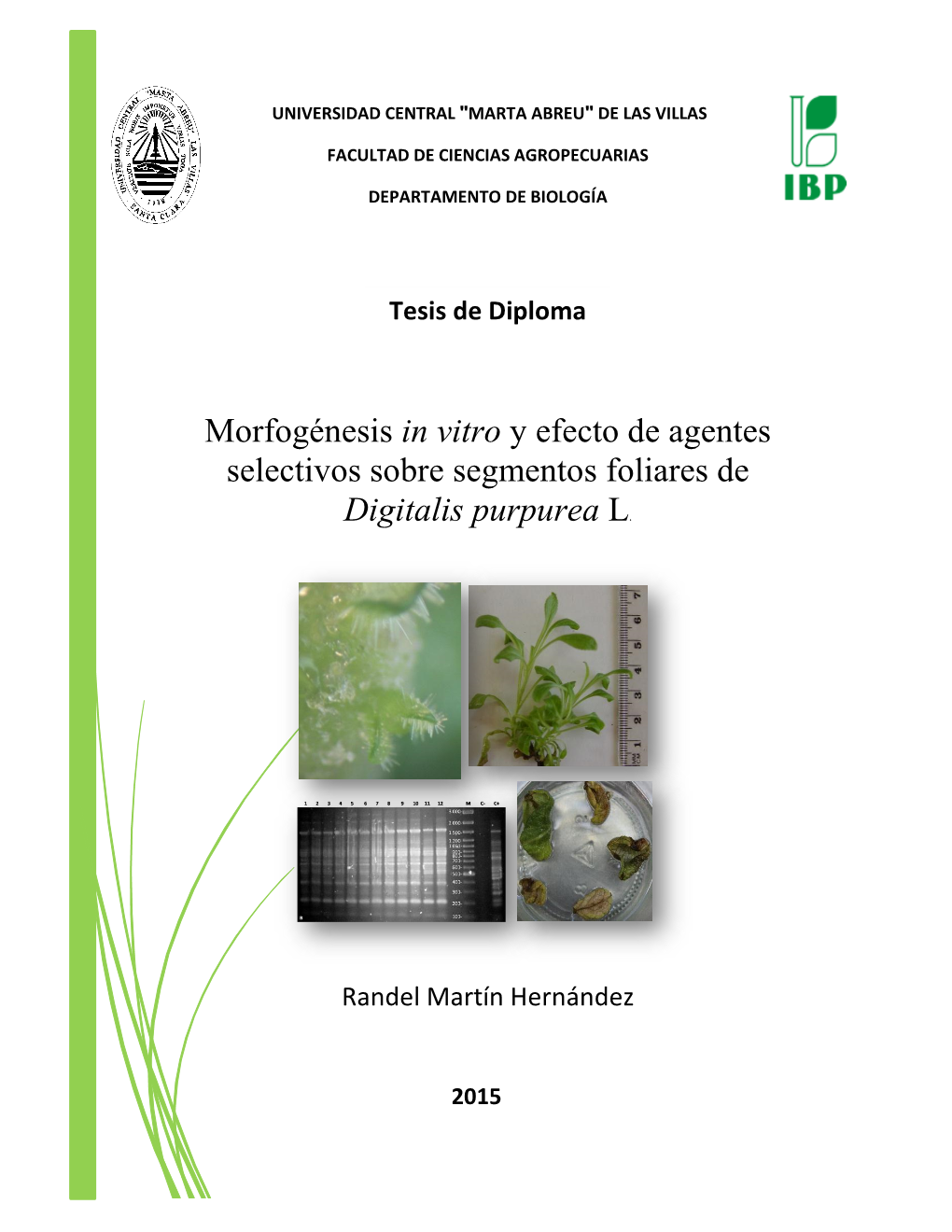Morfogénesis in Vitro Y Efecto De Agentes Selectivos Sobre Explantes