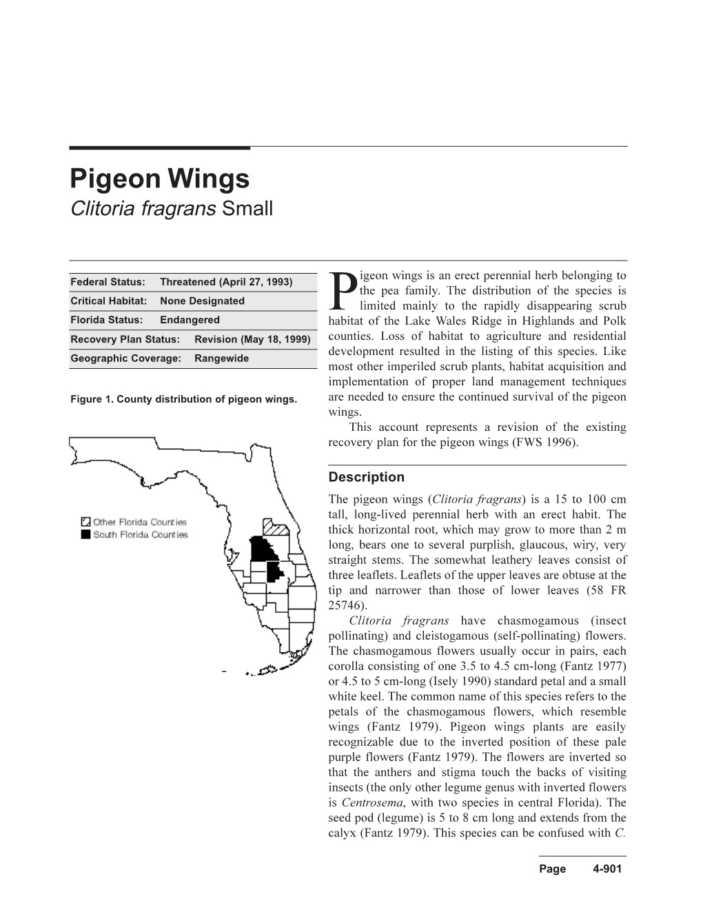 Pigeon Wings Clitoria Fragrans Small