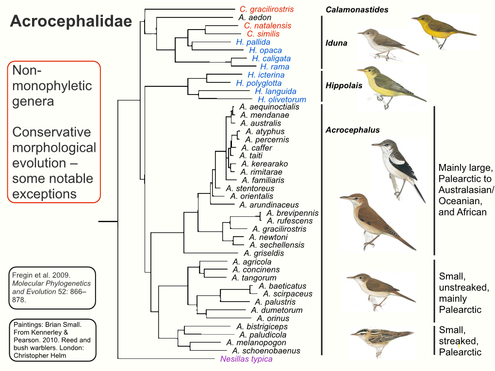 Unexpected Relationships Within the Family Acrocephalidae