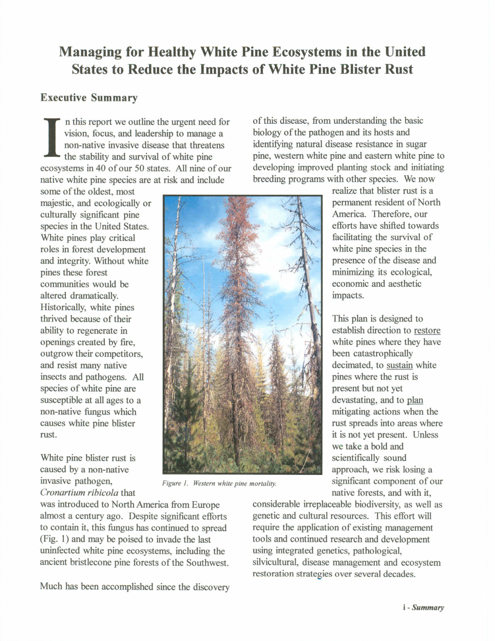 Managing for Healthy White Pine Ecosystems in the United States to Reduce the Impacts of White Pine Blister Rust