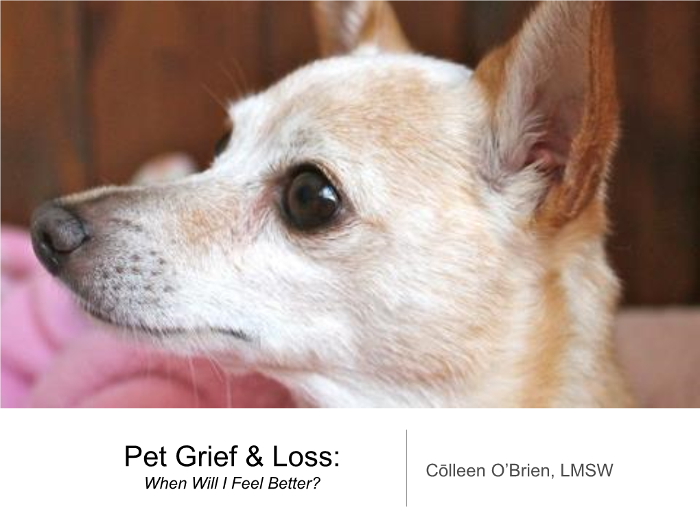 Pet Grief & Loss: When Will I Feel Better?