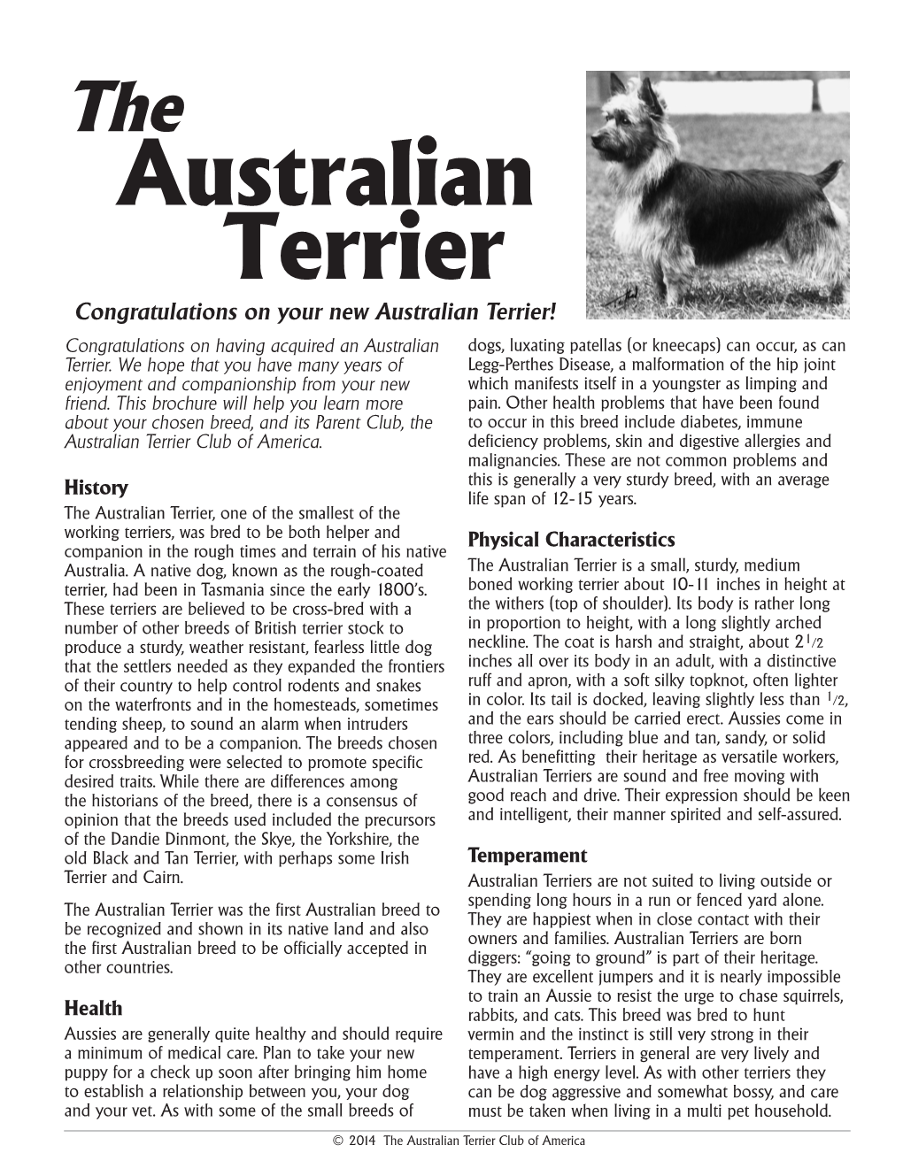 Australian Terrier