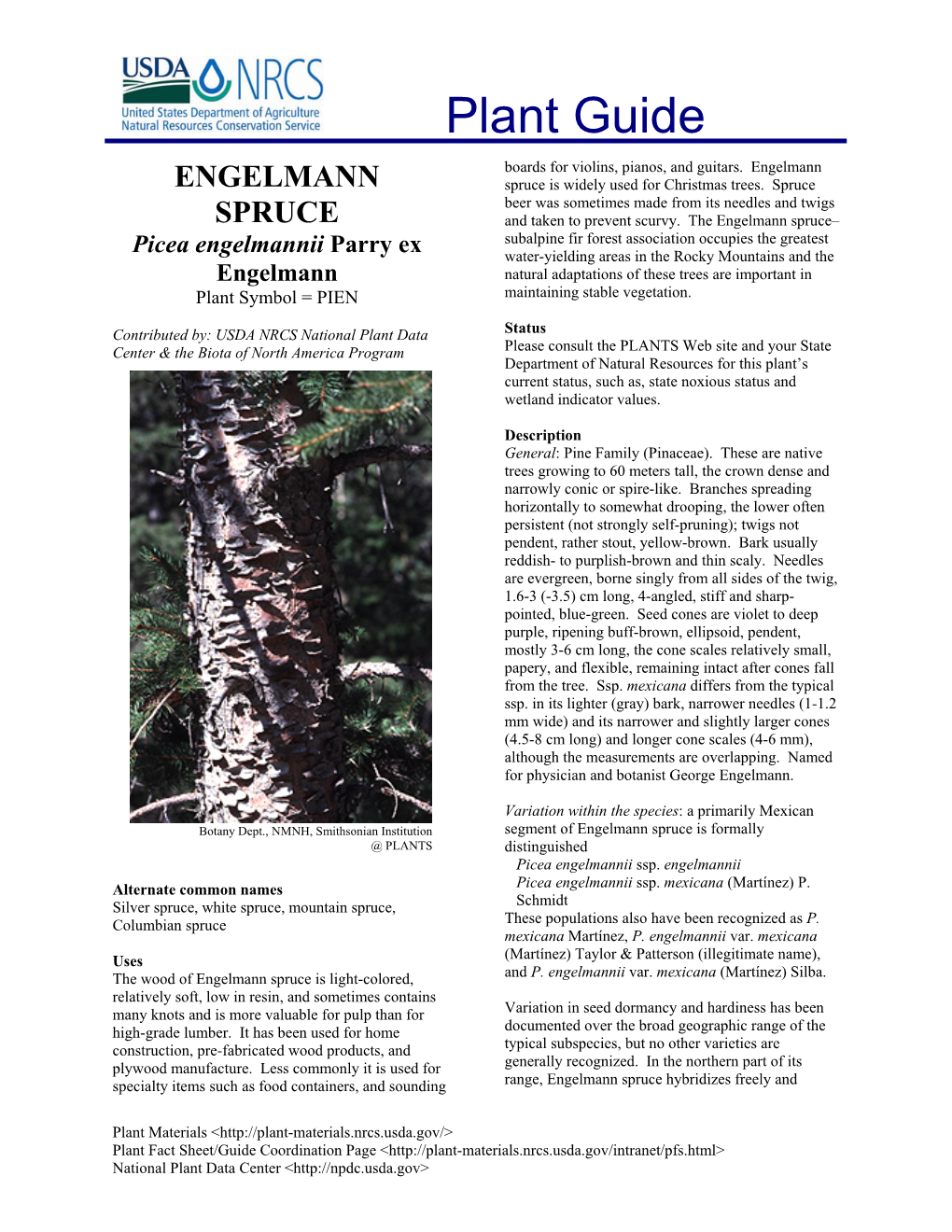 ENGELMANN Spruce Is Widely Used for Christmas Trees