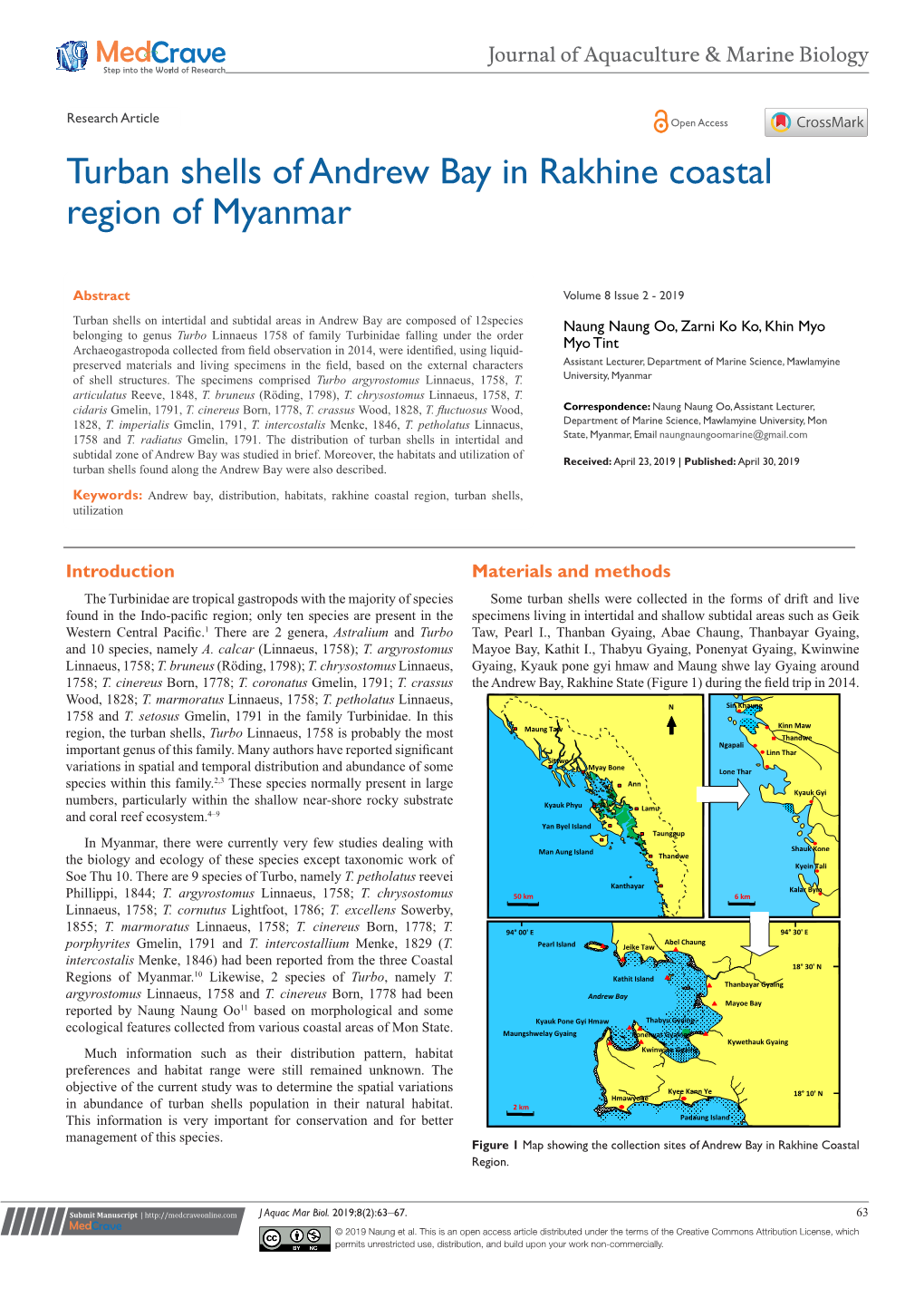 Turban Shells of Andrew Bay in Rakhine Coastal Region of Myanmar