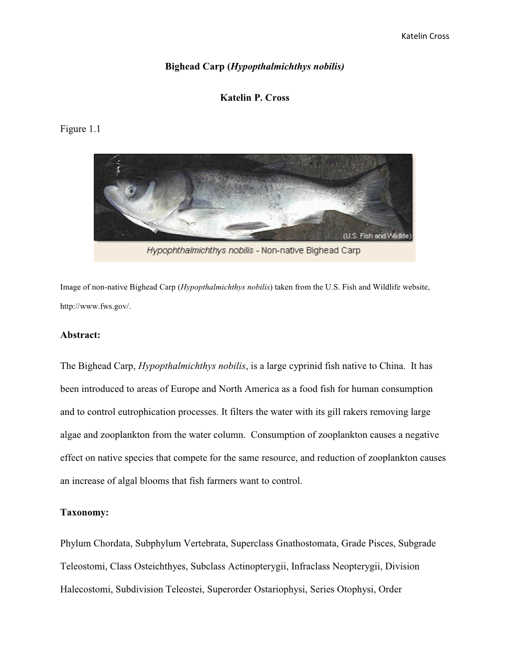 Bighead Carp (Hypopthalmichthys Nobilis) Katelin P. Cross Figure 1.1 Abstract: the Bighead Carp, Hypopthalmichthys Nobilis, Is A