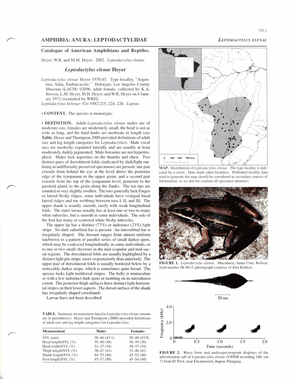 LEPTODACTYLIDAE Leptodactylus Elenae Heyer