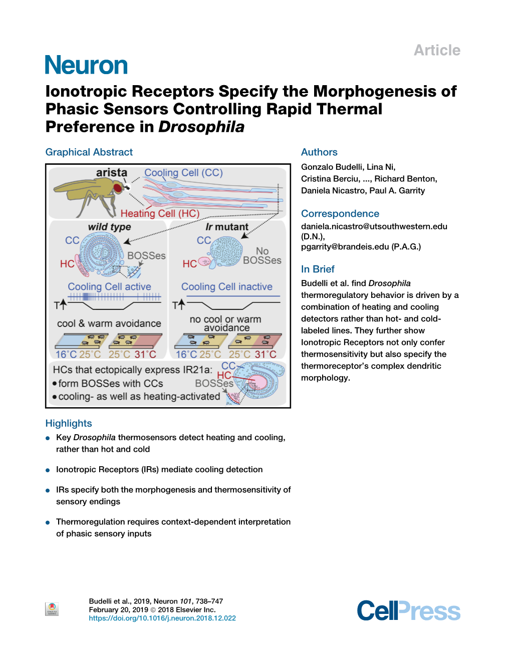 Ionotropic Receptors Specify the Morphogenesis of Phasic Sensors Controlling Rapid Thermal Preference in Drosophila