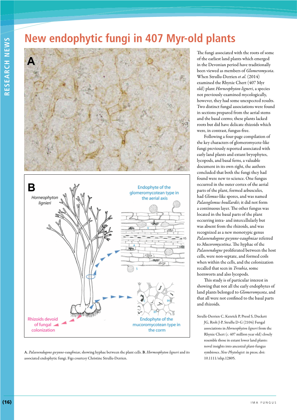 New Endophytic Fungi in 407 Myr-Old Plants