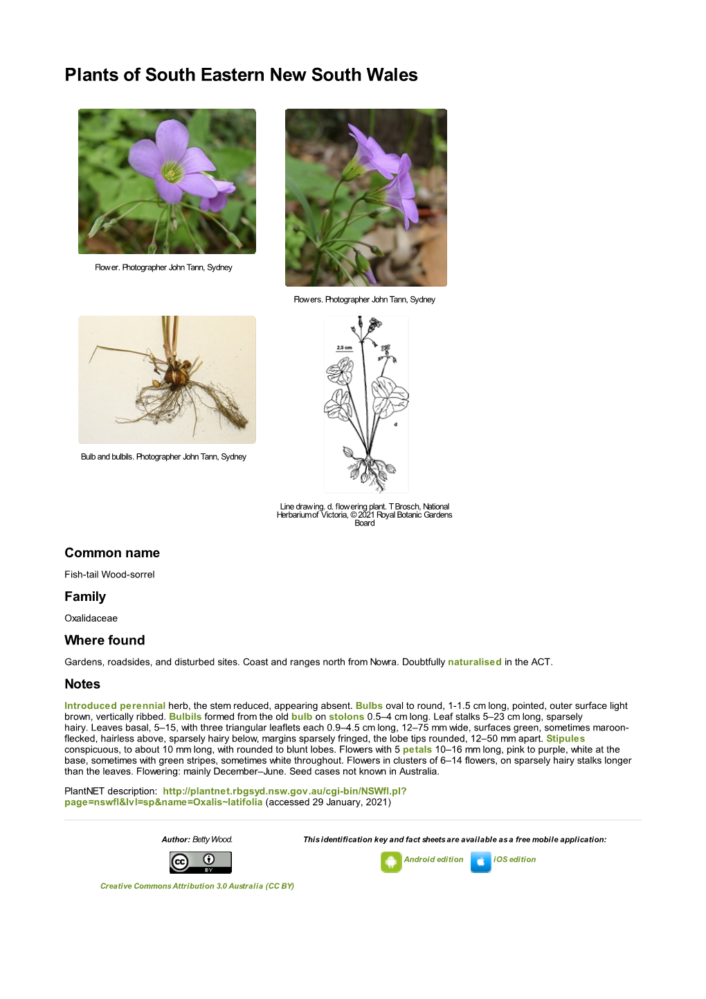 Oxalis Latifolia