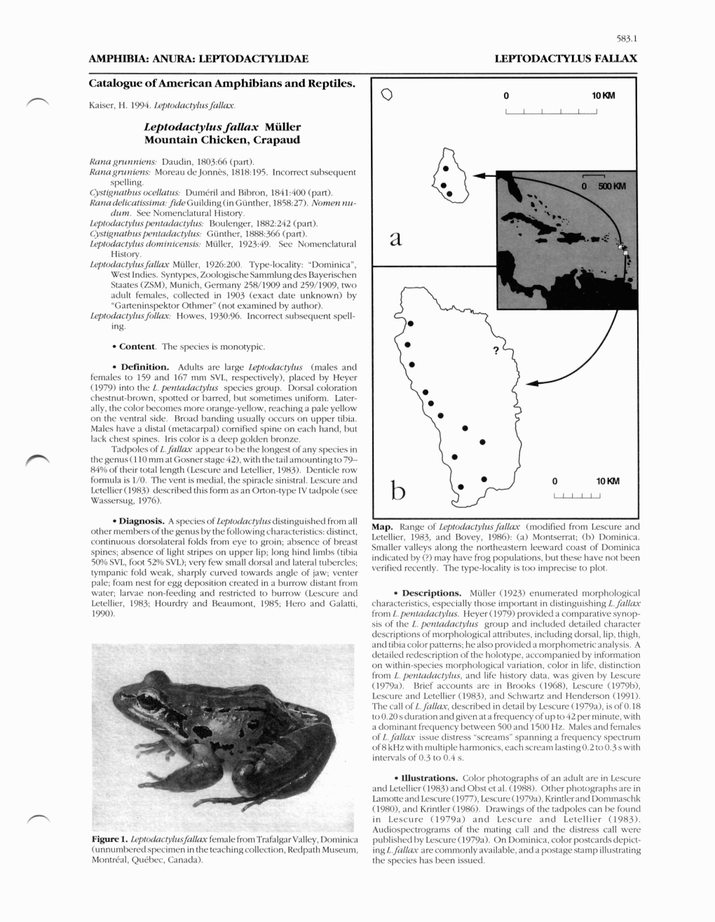 Catalogue of American Amphibians and Reptiles. Leptodactylus Fallux