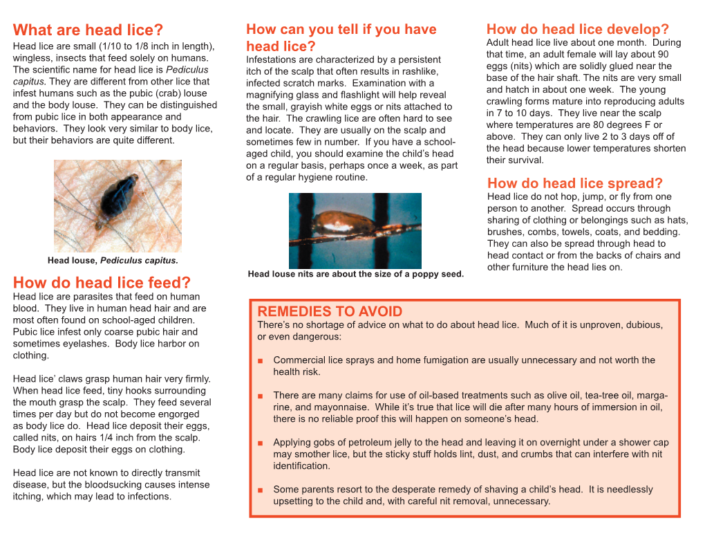 How Do Head Lice Feed? Head Lice Are Parasites That Feed on Human Blood