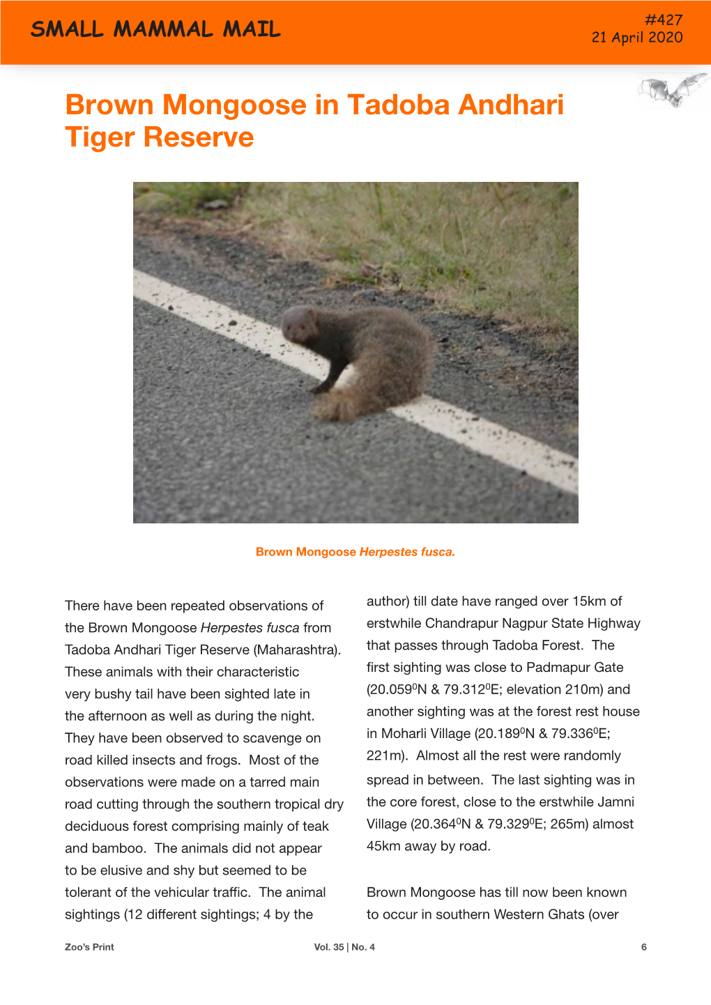 Brown Mongoose in Tadoba Andhari Tiger Reserve