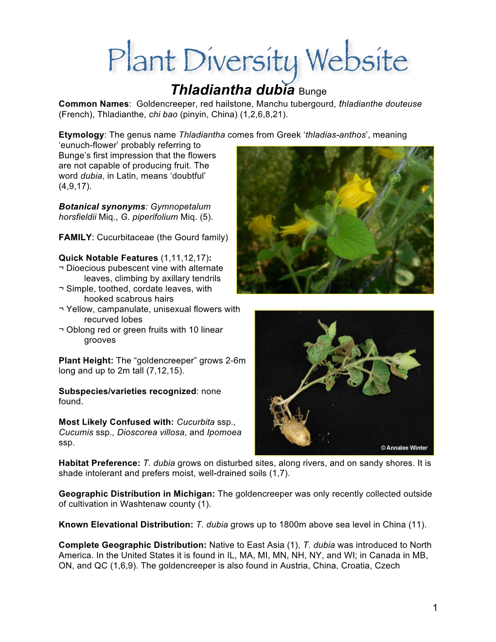 Thladiantha Dubia Bunge