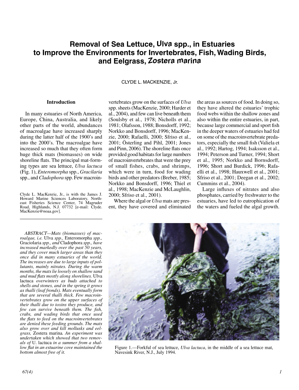 Removal of Sea Lettuce, Ulva Spp., in Estuaries to Improve the Environments for Invertebrates, Fish, Wading Birds, and Eelgrass, Zostera Marina