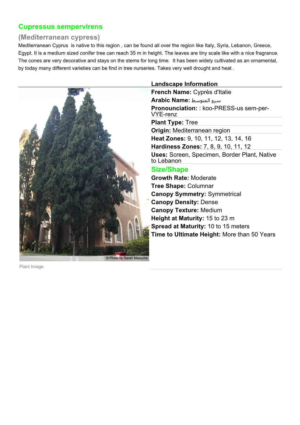 Cupressus Sempervirens