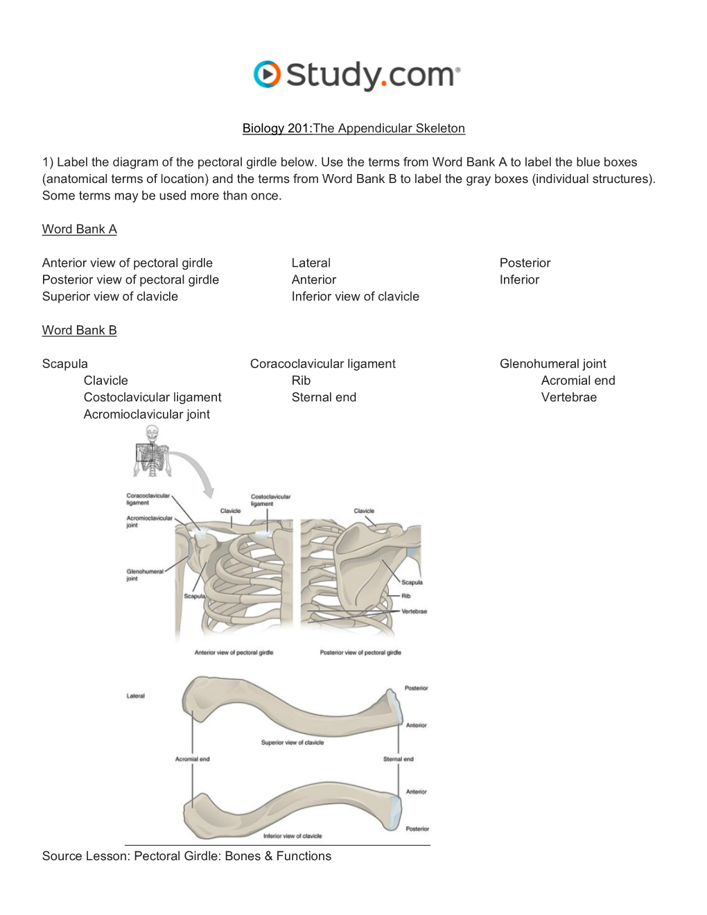 The Appendicular Skeleton Visual Worksheet