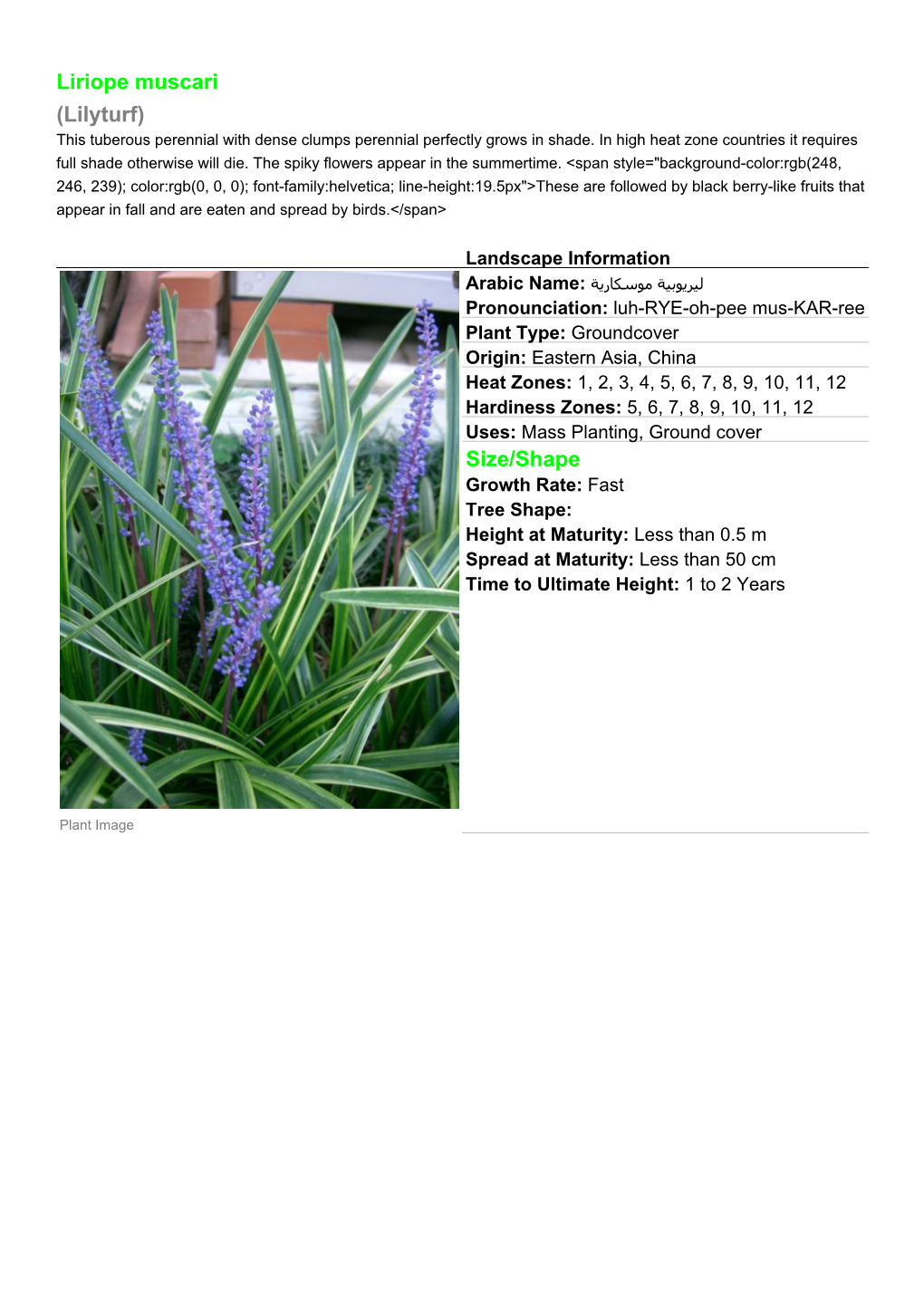 Liriope Muscari (Lilyturf) This Tuberous Perennial with Dense Clumps Perennial Perfectly Grows in Shade