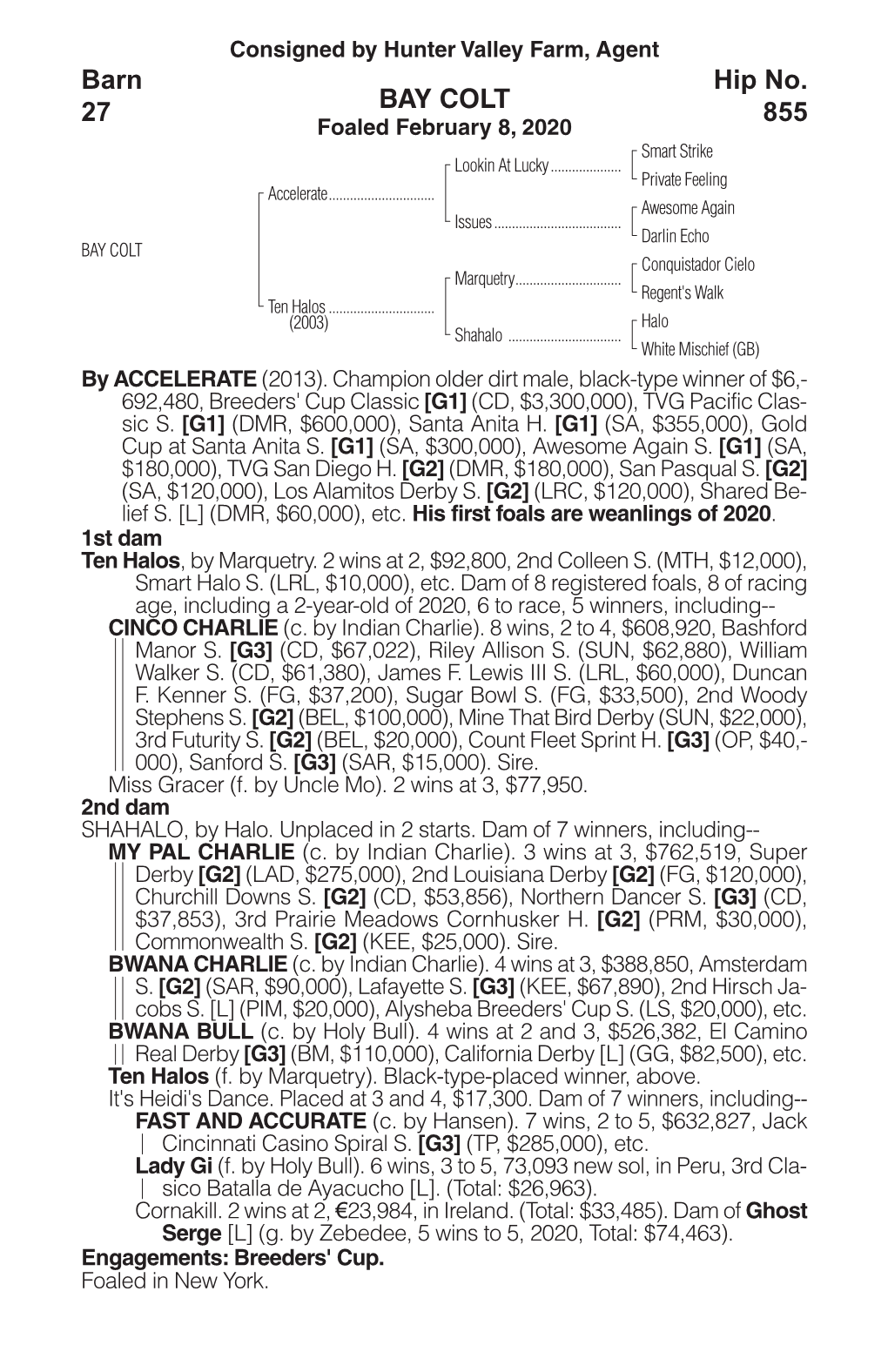 BAY COLT Barn 27 Hip No