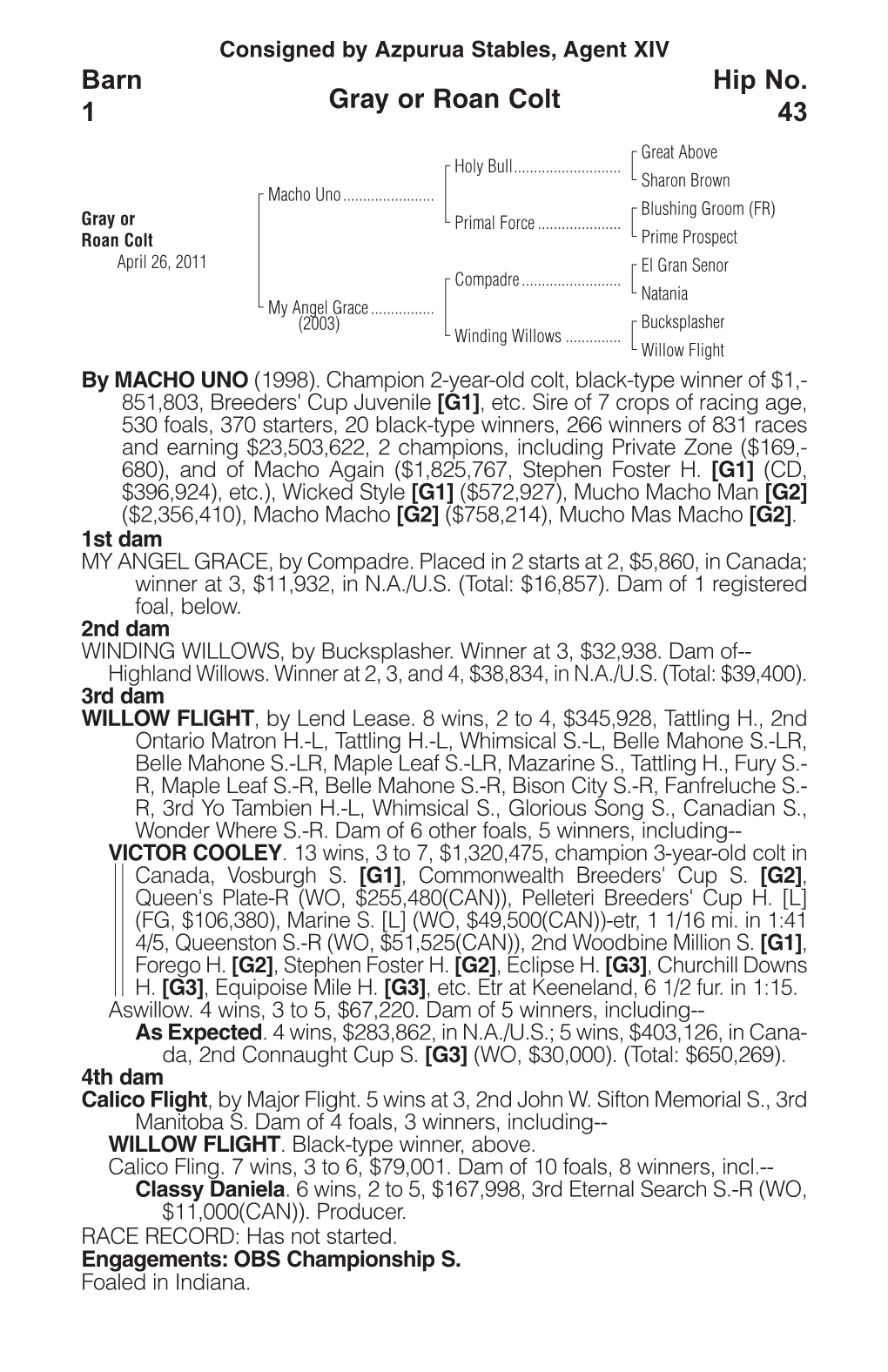 Gray Or Roan Colt Barn 1 Hip No. 43