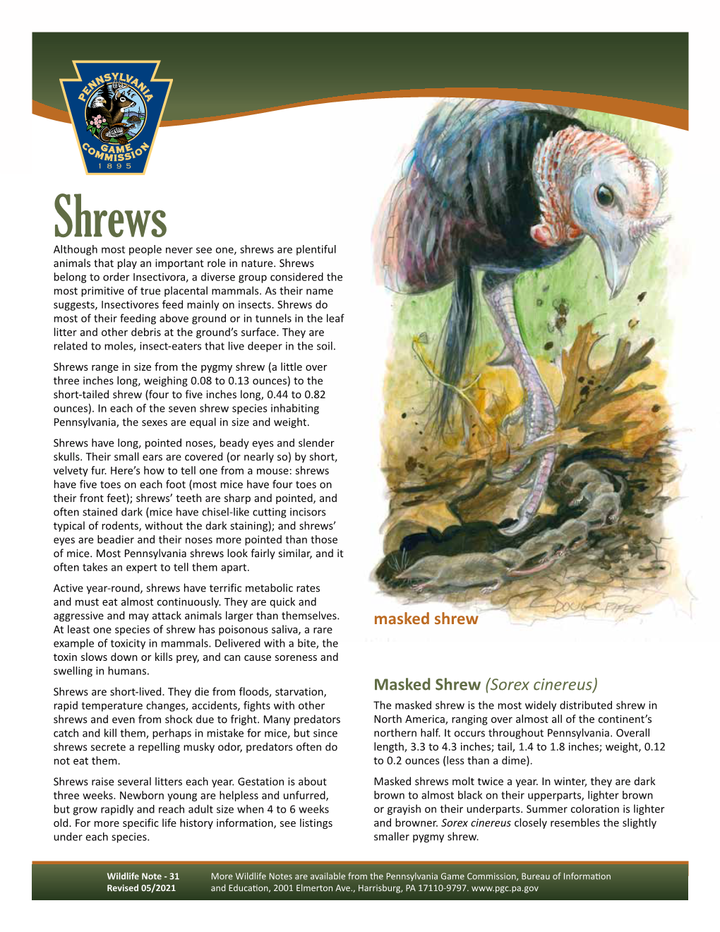 Shrews Wildlife Note
