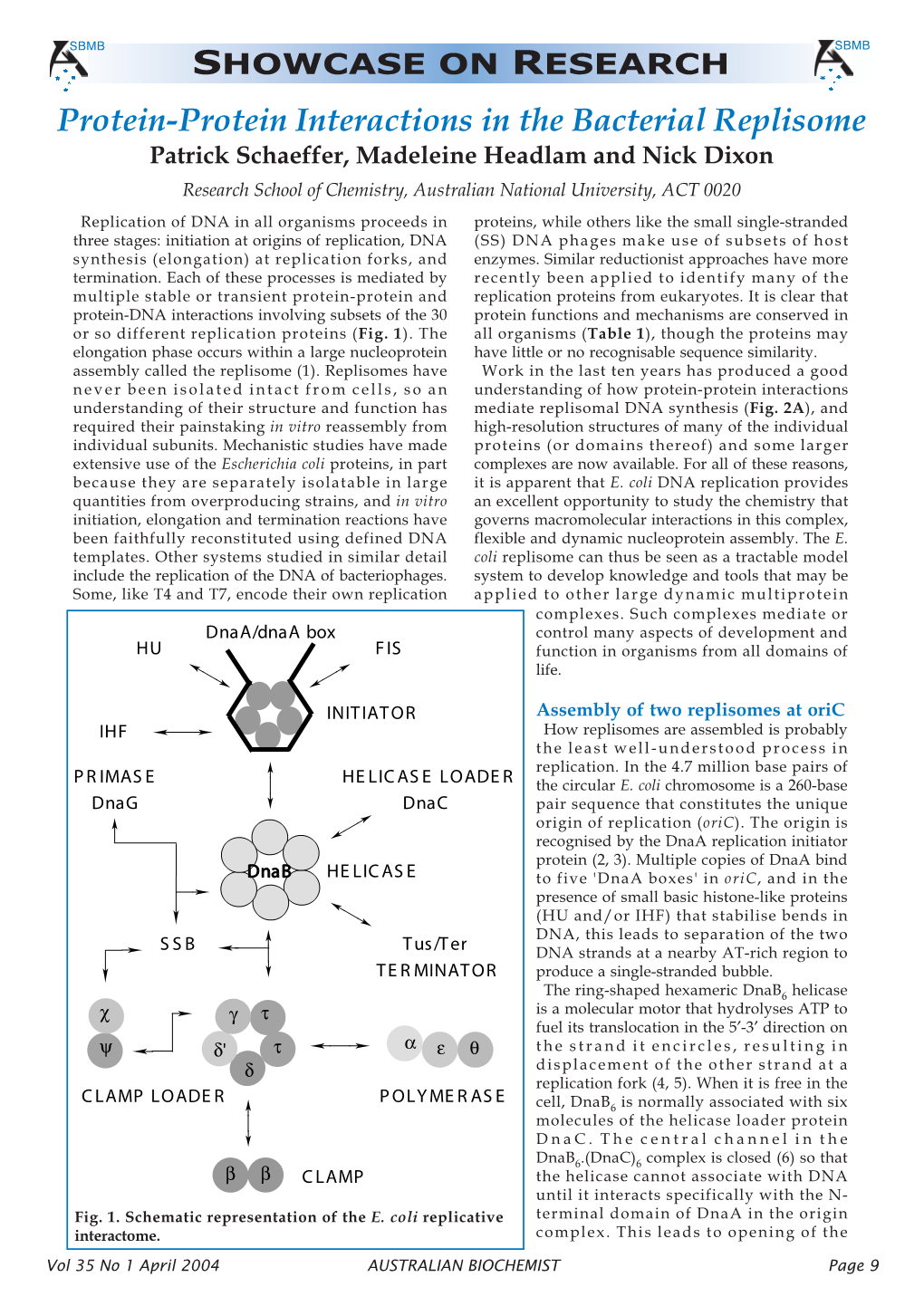 Protein-Protein Interactions in the Bacterial Replisome