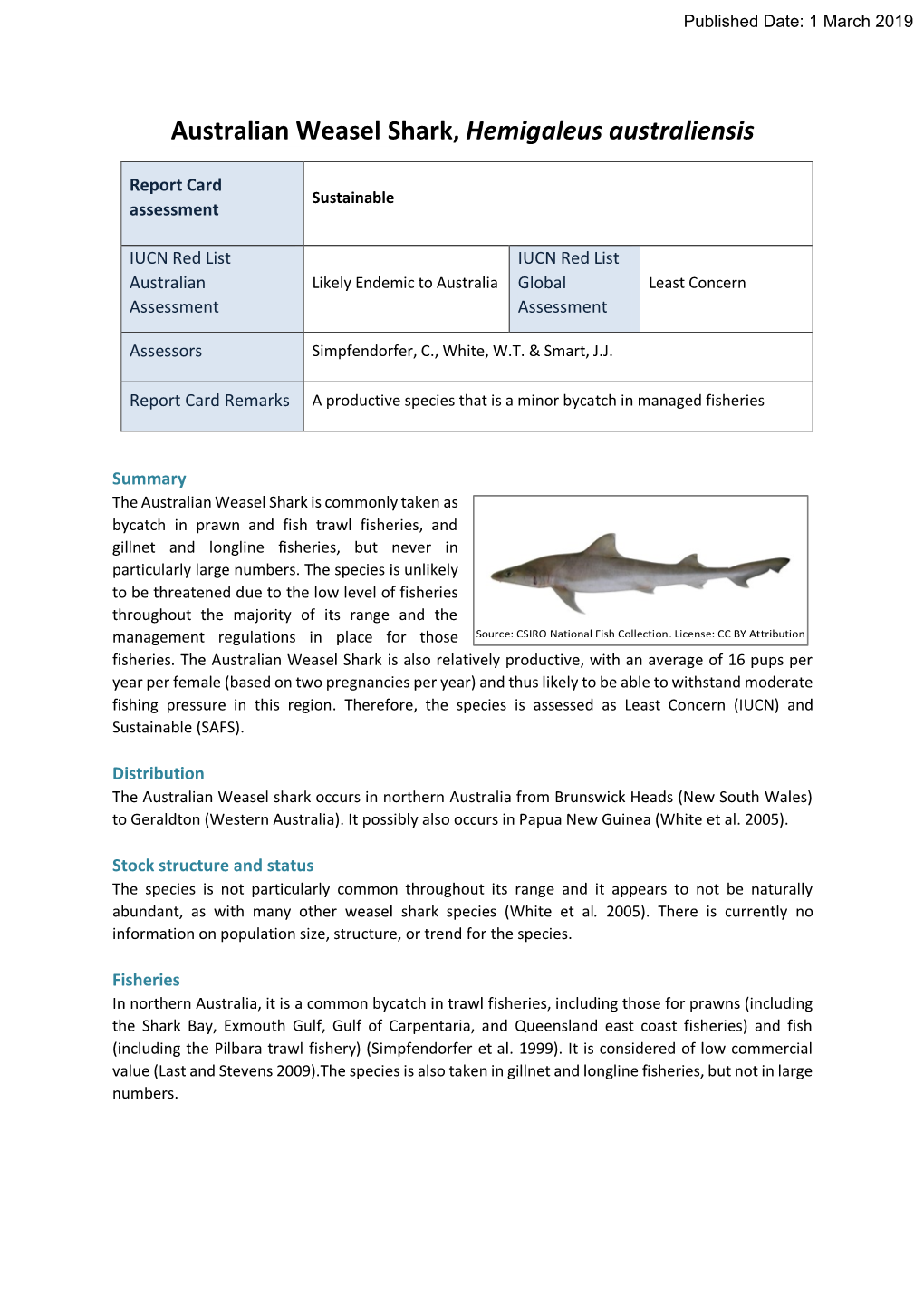 Australian Weasel Shark, Hemigaleus Australiensis