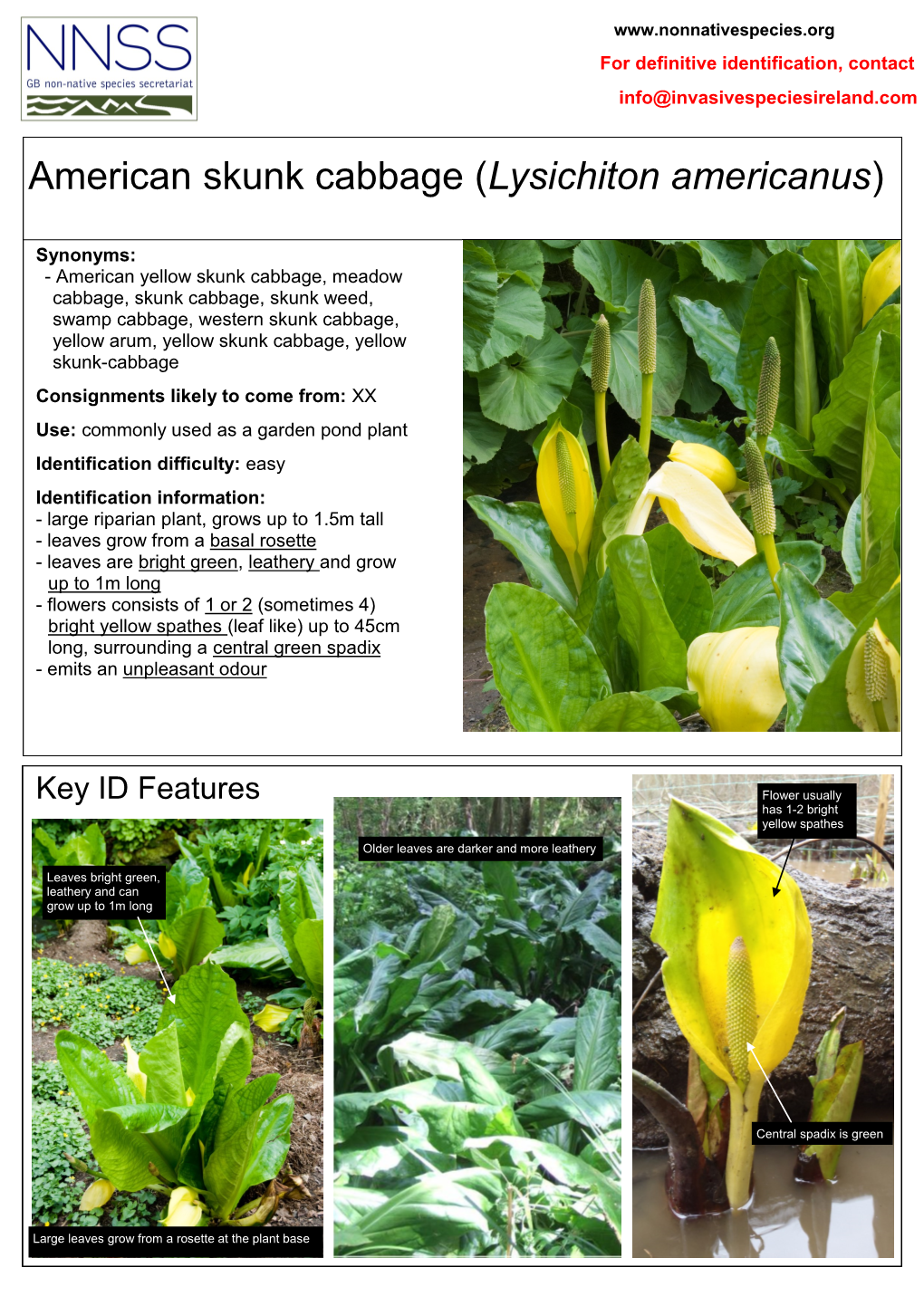 American Skunk Cabbage (Lysichiton Americanus)